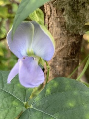 Psophocarpus tetragonolobus