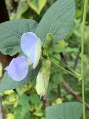 Psophocarpus tetragonolobus