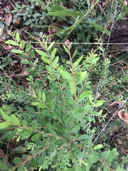 Grevillea quadricauda