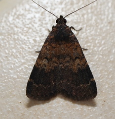 Hydrillodes funestalis