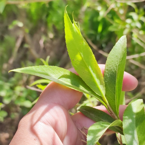 Salix pierotii iNat (2)