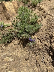 Lavandula multifida