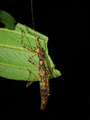 Asceles tanarata tanarata