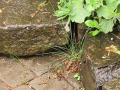 Festuca roemeri roemeri
