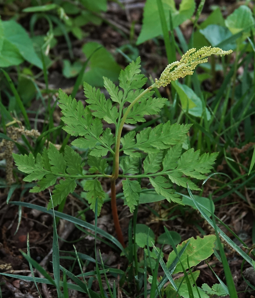 rattlesnake fern from Ritchie Cemetery on May 20, 2022 at 04:35 PM by ...