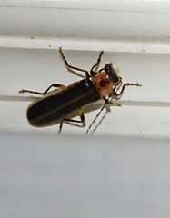 Podabrus basillaris