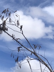 Ptilotula penicillata