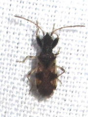 Pseudopamera setosa