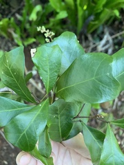 Cupaniopsis wadsworthii
