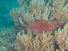 Cheilinus oxycephalus