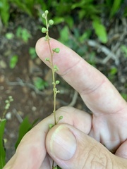 Cupaniopsis wadsworthii