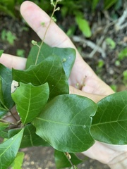 Cupaniopsis wadsworthii