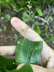 Cupaniopsis wadsworthii
