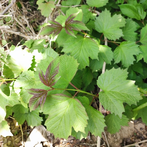 Asian Guelder Rose