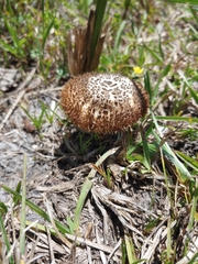 Lentinus