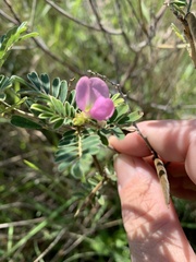 Indigofera pratensis