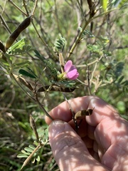 Indigofera pratensis