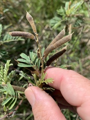 Indigofera pratensis