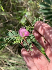 Indigofera pratensis
