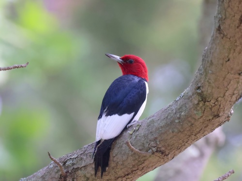 Red-headed Woodpecker