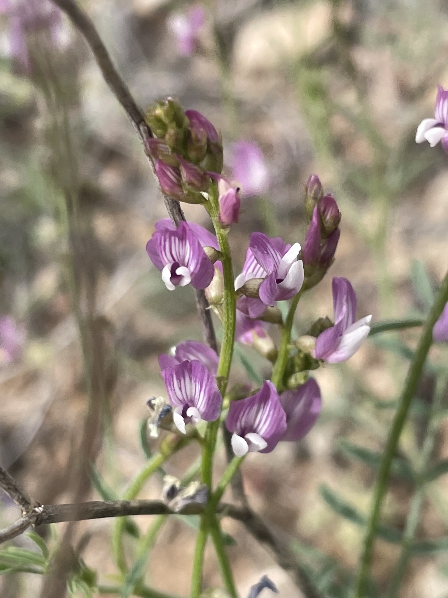 Astragalus wingatanus