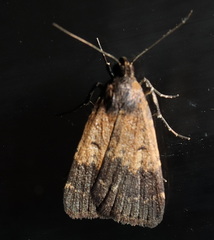 Hydrillodes dimissalis