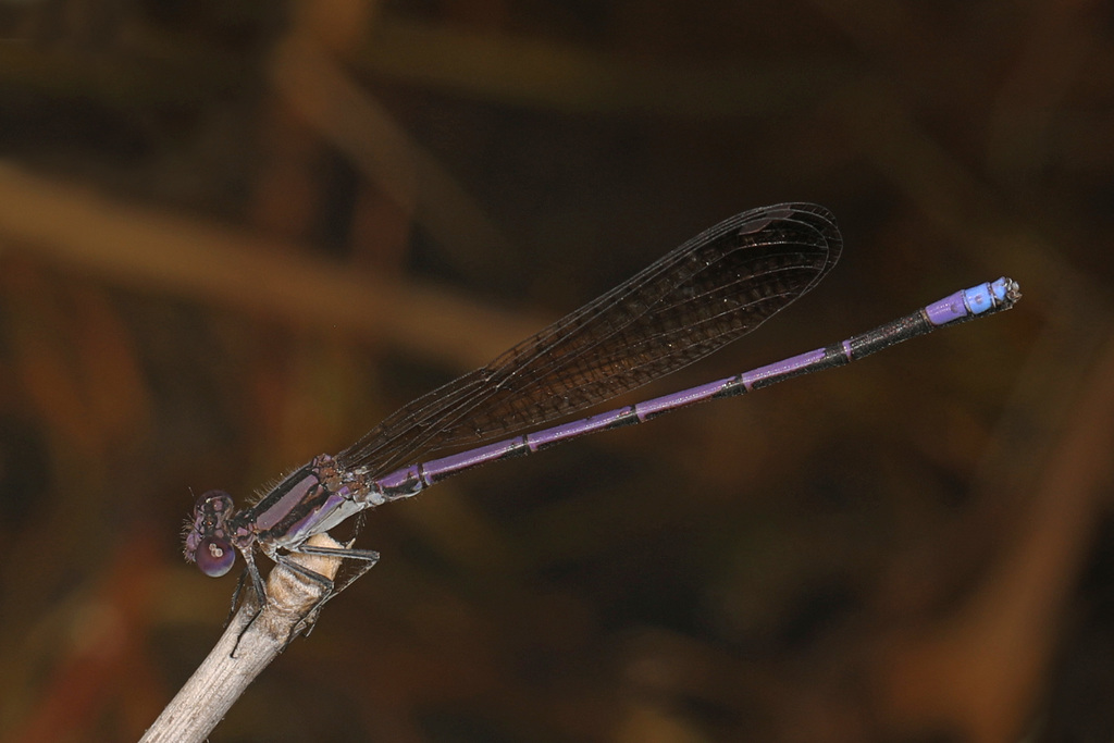 Variable Dancer