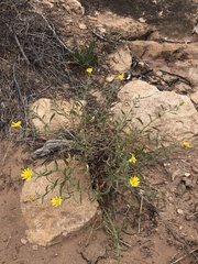 Heterotheca polothrix