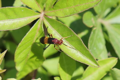 Compsocryptus melanostigma