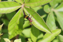 Compsocryptus melanostigma