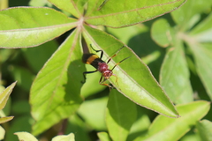 Compsocryptus melanostigma