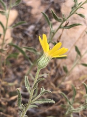 Heterotheca polothrix