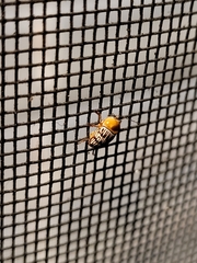 Cryptocephalus fulguratus