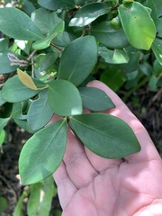 Alyxia stellata