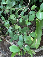 Alyxia stellata