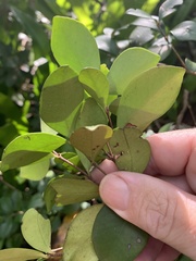 Alyxia stellata