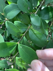 Alyxia stellata
