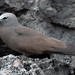 Galápagos Brown Noddy - Photo (c) Gordon Karre, some rights reserved (CC BY-NC), uploaded by Gordon Karre
