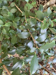 Alyxia stellata