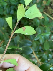 Alyxia stellata
