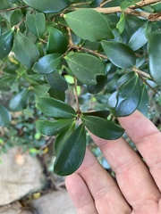 Alyxia stellata
