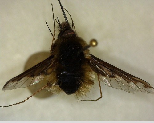 iNaturalist observation photo of Greater Bee Fly