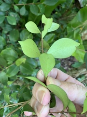 Alyxia stellata