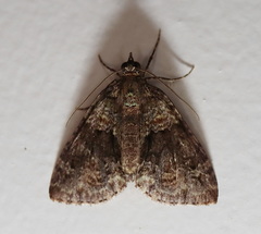 Polyclysta hypogrammata