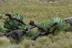Dendrosenecio