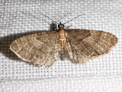Eupithecia haworthiata