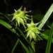 Carex intumescens - Photo (c) William Van Hemessen, μερικά δικαιώματα διατηρούνται (CC BY-NC), uploaded by William Van Hemessen