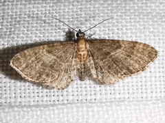Eupithecia haworthiata