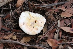 Russula erumpens