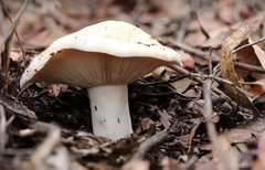 Russula erumpens